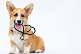 Medicină veterinară